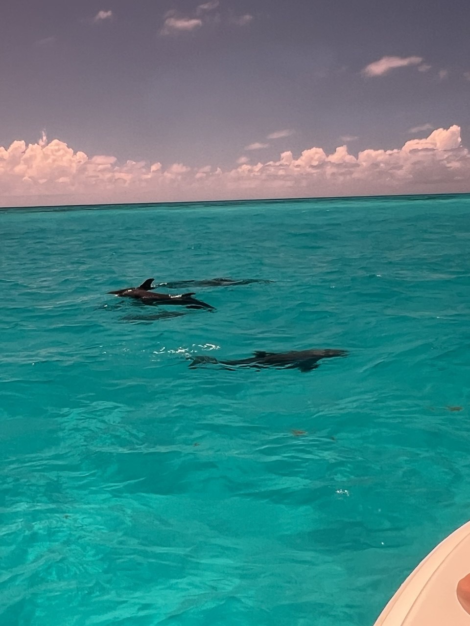 Dolphins swimming through turquoise Florida Keys water beside the boat